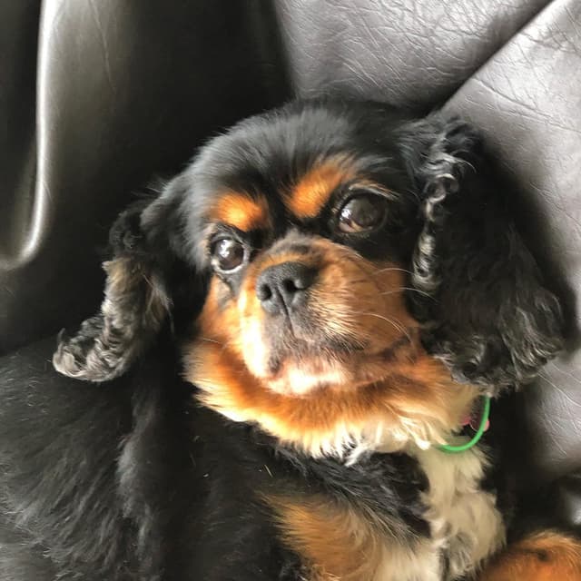 molly